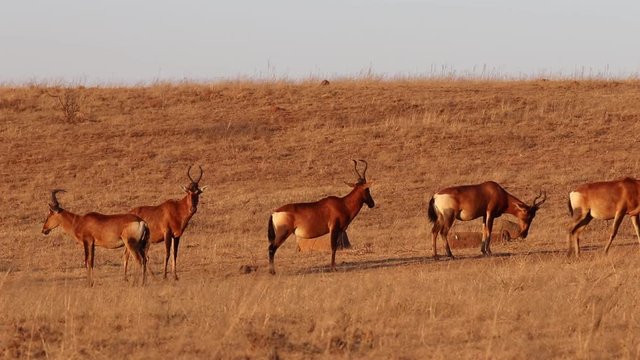 Red hartebeest, Alcelaphus buselaphus caama