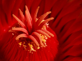 Close up/ macro of cactus bloom