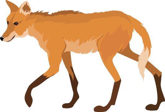 wolfish wolf, isolated vector illustration