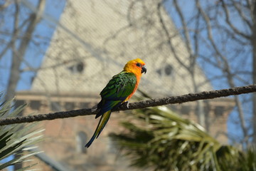 Fototapeta premium Loro Amarillo