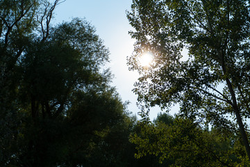 Sonne hinter einem Baum
