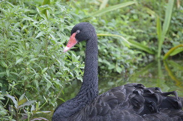 Fototapeta premium Black Swan