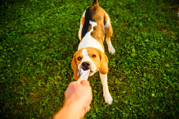 Dog beagle Pulls strap toy sock and Tug-of-War Game in garden outdoors summer day