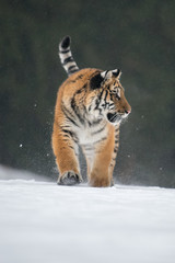 Siberian Tiger in the snow (Panthera tigris)
