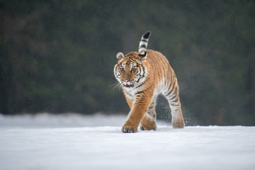 Siberian Tiger in the snow (Panthera tigris)