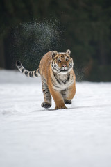 Siberian Tiger in the snow (Panthera tigris)