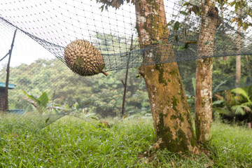 Safety net to cushion impact of ripe durian dropped