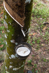 Close-up of rubber tree with fresh latex in bowl