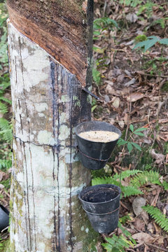 Ageing rubber tree with cuts tapped for latex