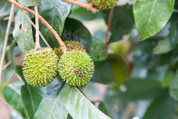 Fresh organic pulasan fruit or Nephelium hanging on tree in orchard