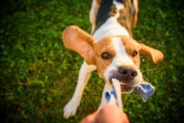 Dog beagle Pulls strap toy sock and Tug-of-War Game in garden outdoors summer day