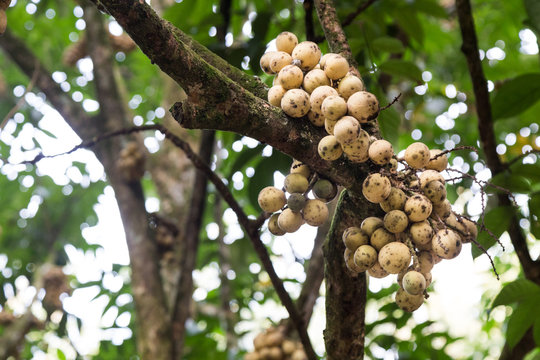 Langsat or lanzones fruit on stem of tree at orchard