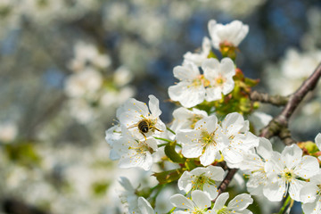 bee