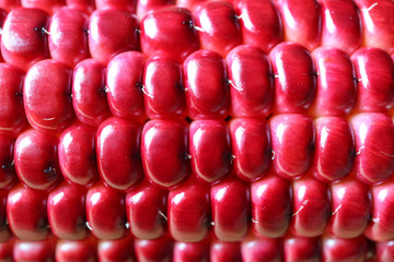 Macro shot of the beautiful vibrant magenta color of purple corn kernels on the cob 