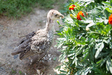 Little turkey plaits grass and flowers