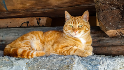 Red cat on a brick wall in the Swiss village of Soglio in the Val Bergell (or Bregaglia)
