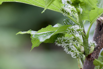 Nature of green mulberry fruit on the tree with leaf.