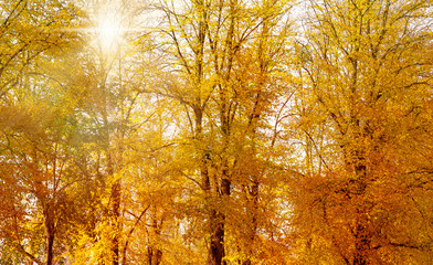 goldener herbst