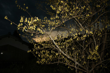 夜の土佐みずきの花