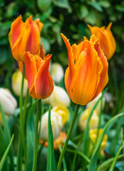 Orange tulips with green garden background