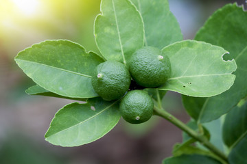 Fresh of lemon green fruit sour taste on the lime tree with tender soft background.