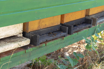 Front of some bees boxes with some flying bees in front