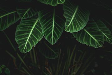 green leaves Background nature In dark tone
