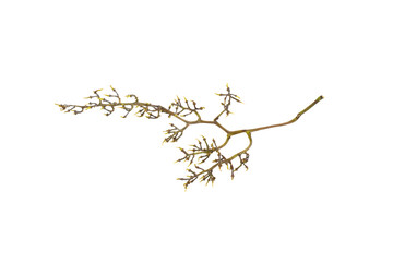 grape grape without berries isolated on white background