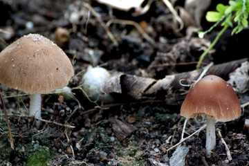 Termitomyces fuliginosus Heim or Hed Cone name in Thailand, That depends on the soil moisture.