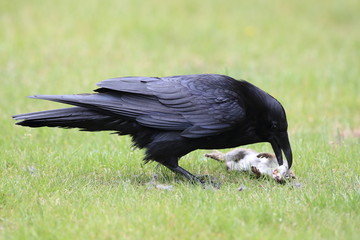 raven with captured columbia ground squirrel