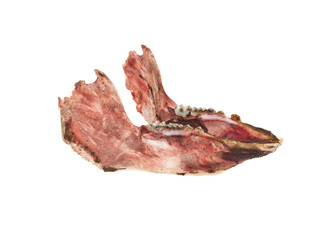 jaw bone of an animal isolated on a white background