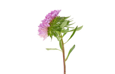 pink flower isolated on white background