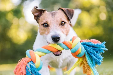 Papier Peint photo Lavable Chien Close up portrait of dog playing fetch with colorful toy rope