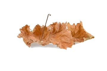 Autumnal golden leaf of grapes isolated on white background