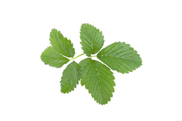 strawberry leaves close-up isolated on white background