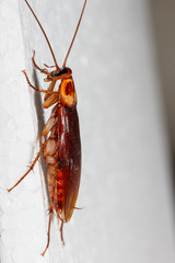Cockroach brown walk on Foam sheet white