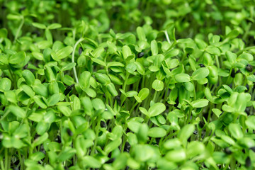Obraz premium Green sprout growing from seed close up, organic vegetables for health.