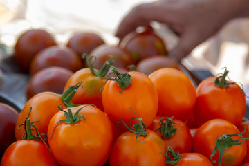 Natural tomatoes at the market with a hand in the background. Selection of yellow tomatoes on the market. Fresh natural yellow tomatoes on the market. The choice of vegetables on the farmer's tray.