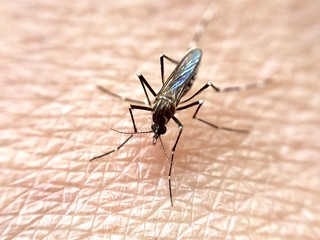 Mosquito on human flesh