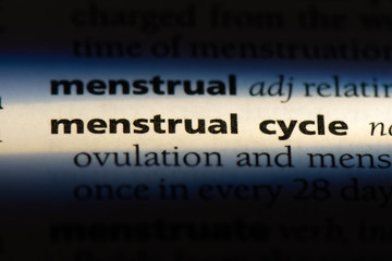 menstrual cycle