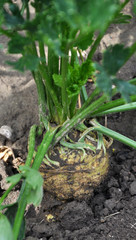 Celery growing in the soil