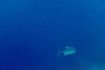 Veligandu Island Resort, Maldives