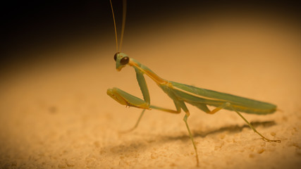 Praying mantis