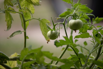 Tomato Garden