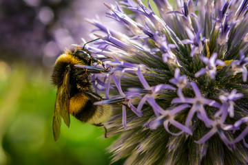 Bumblebee at violet dahlia flower