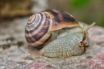 Snail on the rocks