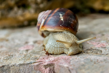 Snail on the rocks