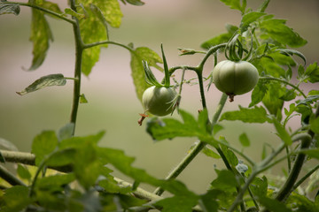 Tomato Garden