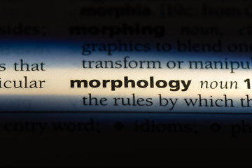 morphology - obrazy, fototapety, plakaty