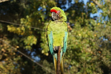Perroquet